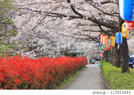 「葛西用水桜通り」　満開の桜並木とカナメモチの赤い若葉 117652843
