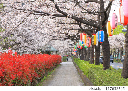 「葛西用水桜通り」　満開の桜並木とカナメモチの赤い若葉 117652845