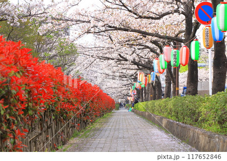 「葛西用水桜通り」　満開の桜並木とカナメモチの赤い若葉 117652846