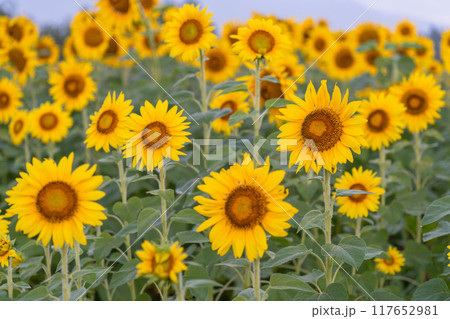 早朝・朝日を浴びるひまわり畑 早朝・朝日を浴びるひまわり畑 117652981