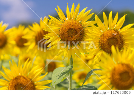 早朝・朝日を浴びるひまわり畑 117653009