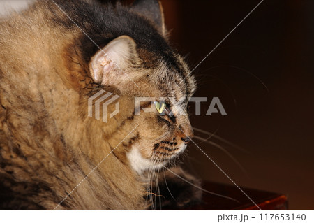 ネコの顔 117653140