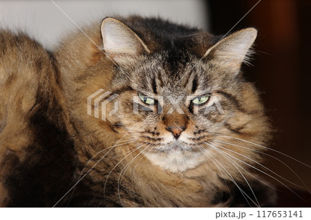 ネコの顔 117653141