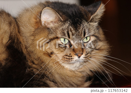 ネコの顔 117653142