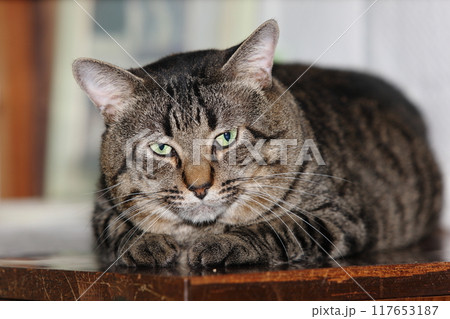ねこ ねこ 117653187