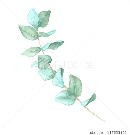 Slightly curved eucalyptus branch, True blue eucalyptus twig watercolor clipart. Isolated Botanical illustration for in organic product branding, blog graphics, or herbal skincare packaging Slightly curved eucalyptus branch, True blue eucalyptus twig watercolor clipart. Isolated Botanical illustration for in organic product branding, blog graphics, or herbal skincare packaging 117653193