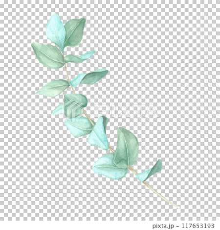Slightly curved eucalyptus branch, True blue eucalyptus twig watercolor clipart. Isolated Botanical illustration for in organic product branding, blog graphics, or herbal skincare packaging Slightly curved eucalyptus branch, True blue eucalyptus twig watercolor clipart. Isolated Botanical illustration for in organic product branding, blog graphics, or herbal skincare packaging 117653193