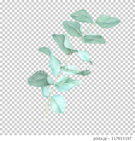 Single eucalyptus branch with soft, light green leaves. True blue eucalyptus twig watercolor clipart. Isolated Botanical illustration for natural cosmetics labels, floral designs and stationery 117653197