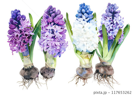 美しいヒヤシンス（水彩画） 117653262