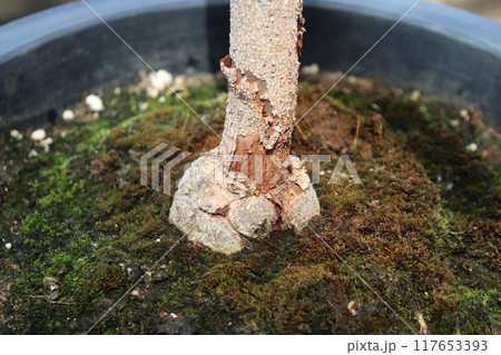 lignotuber of eucalyptus pulverulenta リグノチューバー 117653393