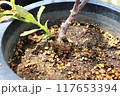 lignotuber  of banksia robur バンクシア・ロブルのリグノチューバー 117653394