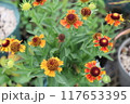 helenium autumnale short 'N' sassy ヘレニウム 117653395