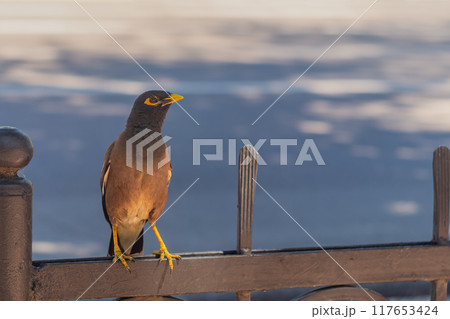 A common myna bird with a yellow beak and reddish eye sockets sits on top of the iron fence of the city promenade. Fauna and life of animals in human settlements 117653424