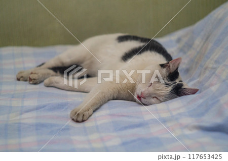 A black and white cat sleeps with its tongue sticking out, lying in bed with its front right paw stretched forward. The concept of relaxation, easy carefree life, enjoyment of being 117653425