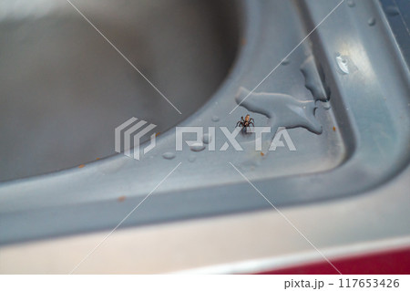 The spider has come to a small spilled puddle of water on a metal sink in the kitchen and is sitting in ambush, waiting for the passing red little ants to come closer 117653426