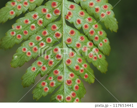 ワラビの胞子嚢の背景素材 ワラビの胞子嚢の背景素材 117653441