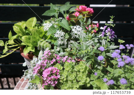 優しい色の花の寄せ植え＆寄せ鉢 117653739