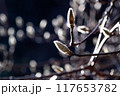 ネコヤナギ 117653782