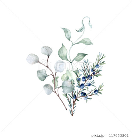 Eucalyptus twigs, juniper and curly liana in neutral watercolor isolated. Bunch with leaves and plants in soft sage green tones hand drawn. Greenery branches illustration painted for nature design. 117653801