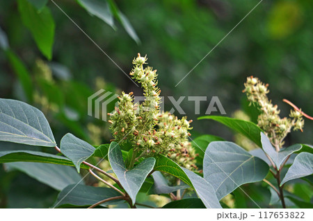 緑色の未熟なアカメガシワの実（夏、八月） 117653822