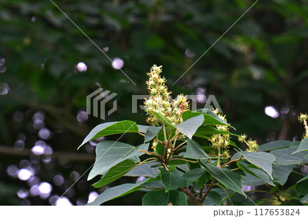 緑色の未熟なアカメガシワの実(夏、八月) 緑色の未熟なアカメガシワの実(夏、八月) 117653824