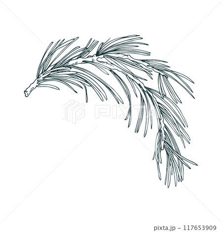 Pine branch with evergreen needles, forest plants for winter and Christmas decor. Line art is a simple hand-drawn illustration in black and white ink. Isolated vector EPS object. Pine branch with evergreen needles, forest plants for winter and Christmas decor. Line art is a simple hand-drawn illustration in black and white ink. Isolated vector EPS object. 117653909
