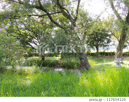 鏡沼跡(影沼) 鏡沼跡(影沼) 117654120