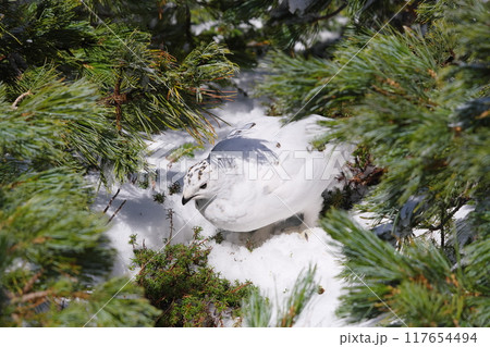 5月上旬の立山室堂平　ハイマツ群生地に隠れる雌のライチョウ 117654494