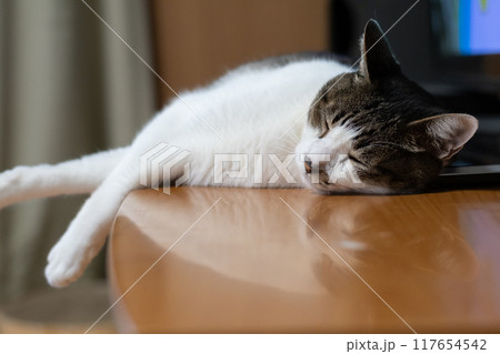 寝そべってくつろぐ猫 キジトラ猫 寝そべってくつろぐ猫 キジトラ猫 117654542