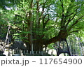 新緑に包まれた大木 117654900