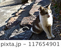 昼下がりの猫 117654901