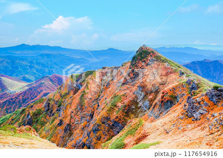 秋のトマノ耳 秋のトマノ耳 117654916