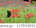 赤い彼岸花の蜜を吸うチョウ 117654932