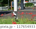 蝶を捕まえようとする野良猫 117654933