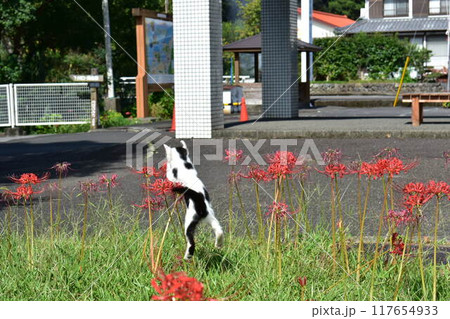 蝶を捕まえようとする野良猫 117654933