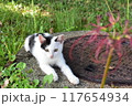 彼岸花と野良猫 117654934