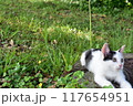 野原で佇む野良猫 117654951