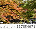 渓谷の岸辺で鮮やかに色づく紅葉 117654971