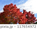 真っ赤に色づいた紅葉 117654972