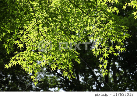青もみじ 117655018