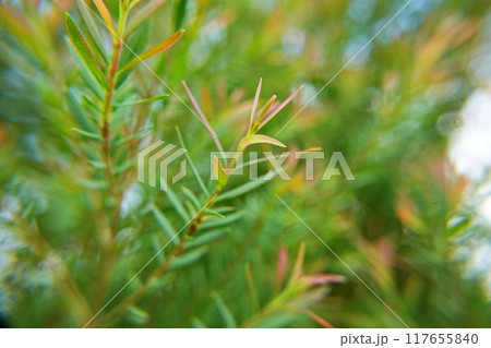 Melaleuca bracteata macro leaves small world  117655840