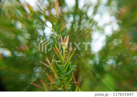 Melaleuca bracteata macro leaves small world  117655847