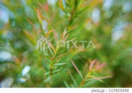 Melaleuca bracteata macro leaves small world Melaleuca bracteata macro leaves small world 117655849