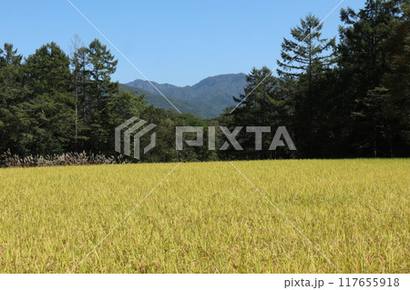 黄金色に色づいた山間部の田園 117655918