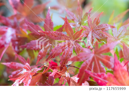 楓 カエデ メープル 117655999