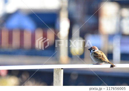 手摺りに停まったスズメ 117656005