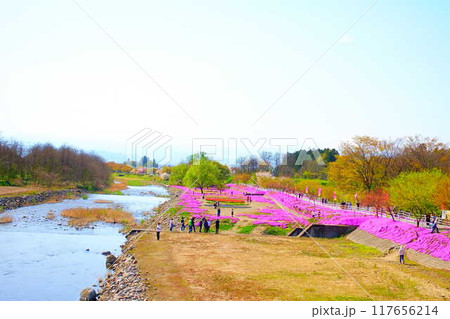 芝桜　シバザクラ　しばざくら　立谷川　桜　山形市 117656214