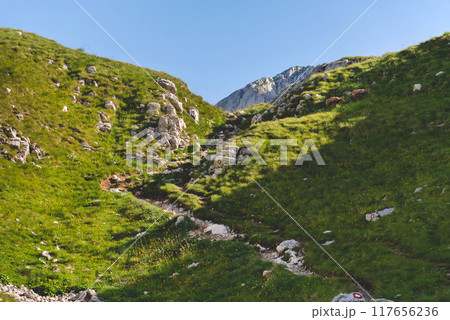 Mountain Goats Grazing near Marked Hiking Trail Mountain Goats Grazing near Marked Hiking Trail 117656236