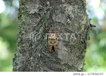 木にとまったアブラゼミ 117656247
