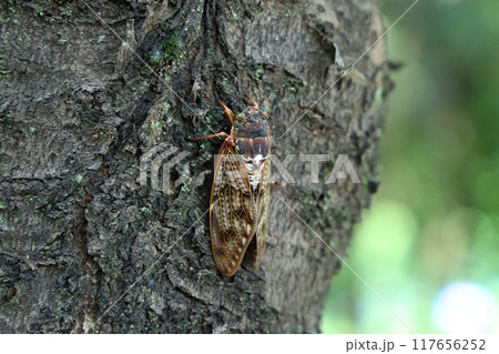 木にとまったアブラゼミ 117656252